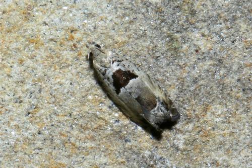 Epinotia ramella